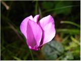 Ciklama (Cyclamen purpurascens)